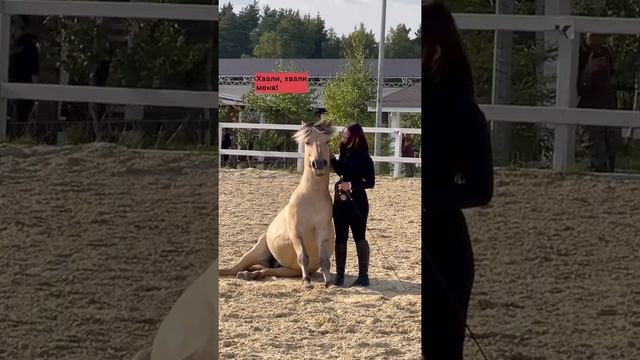 #лошадь норвежские фьорды смотреть онлайн