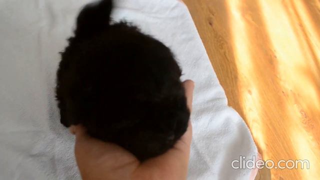 MALTIPOO/МАЛЬТИПУ