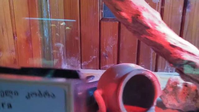 Тбилисский зоопарк. Экзотариум: зелёный гремучник, шумящая гадюка и многие другие смотреть онлайн