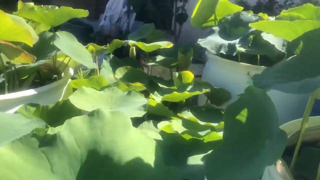 Something have been eating my lotus leaves смотреть онлайн