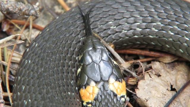 Уж обыкновенный - неядовитая змея смотреть онлайн