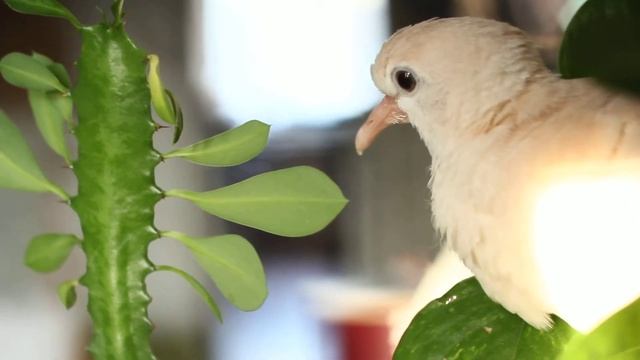 смеющаяся горлица, птенец. И кактус. смотреть онлайн