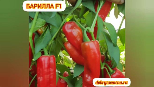 🌶️🌶️🌶️ БАРИЛЛА F1 - специально создан для гриля и прочих прелестей😋😋😋 смотреть онлайн