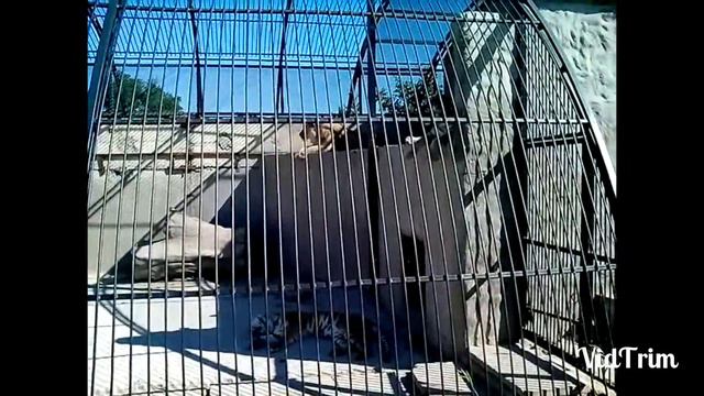 Частный зоопарк в городе Васильевка Запорожской области смотреть онлайн