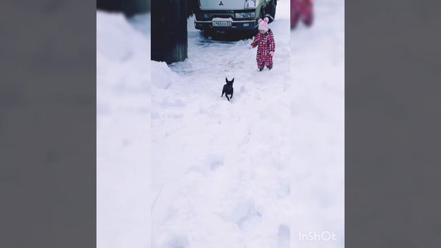 Той-терьер. смотреть онлайн