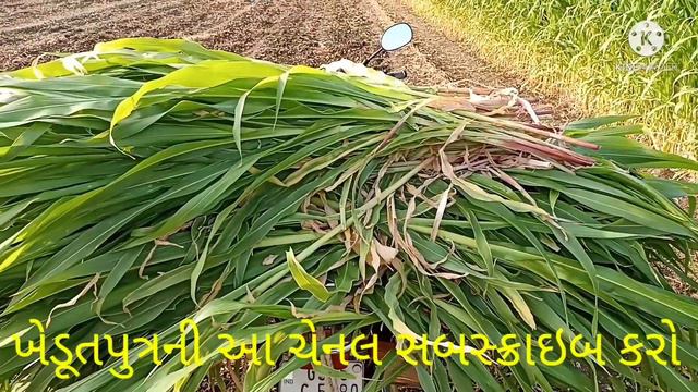કોઠાસૂઝથી મકાઈનો ભારો આવી રીતે... Gujarat_Farming | Khedut | Agriculture | ખેડૂતસમાચાર | ખેતીવાડી |