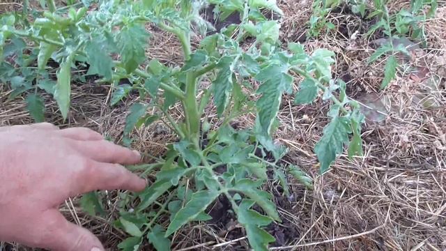 РОСА НА ТОМАТАХ смотреть онлайн