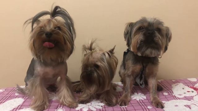 Йоркширский терьер. Нас уже 300!!!!Баффи,Еся,Талик смотреть онлайн