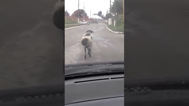 баран виляет попой)))) смотреть онлайн