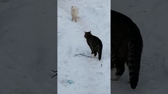 Петровна ушла, а Хмырь с Капитаном чуть не подрались смотреть онлайн