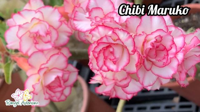 Rosa do Deserto Chibi Maruko - Cor inigualável смотреть онлайн