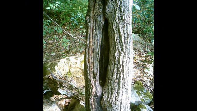 Trees Pray flute video смотреть онлайн