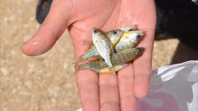 Самая опасная рыба Кубани, продолжает захватывать все водоемы! смотреть онлайн