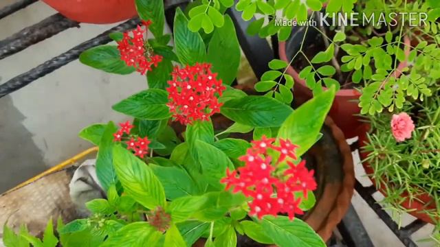 How to Grow and Care Pentas Plant || Best Flowering Plant || Summer/Monsoon Flowering Plant смотреть онлайн