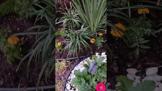 Облагородили палисадник у дома, Луизиана смотреть онлайн