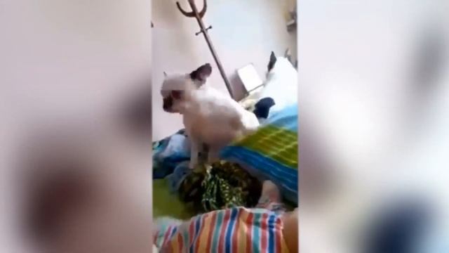 Смешные коты и собаки Танцующие животные смотреть онлайн