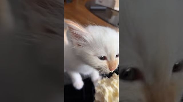Котенок хочет больше взбитых сливок.mp4