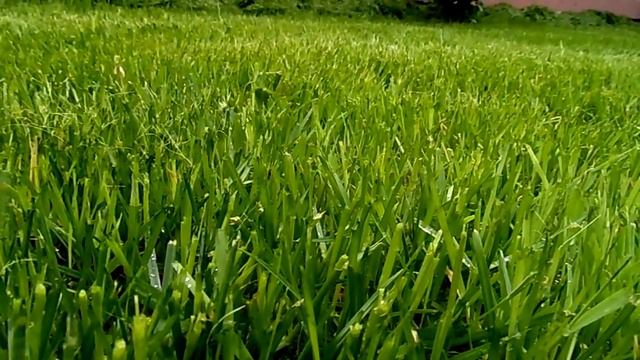 Газон Гольфмастер смотреть онлайн