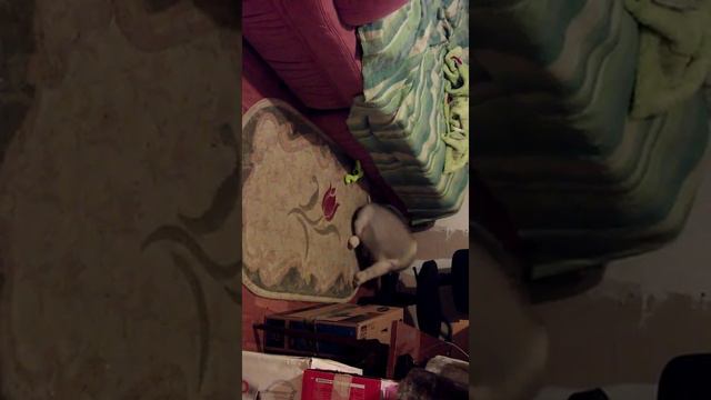 Аляскинский маламут Жано Ила Нанухак смотреть онлайн