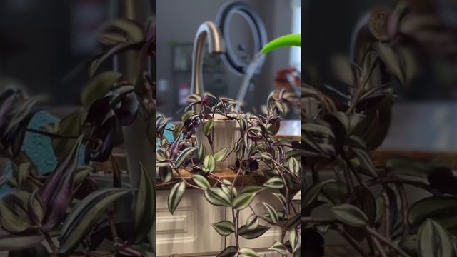 Como cuidar correctamente una Tradescantia Zebrina #plantas #tradescantiazebrina смотреть онлайн