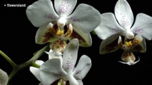 Орхидея Phalaenopsis stuartiana 'Sogo'