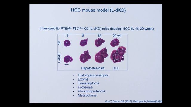 mTOR signaling in growth and metabolism смотреть онлайн