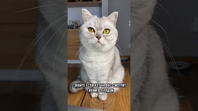 Любит ли тебя кошка? #shorts #кошки #кот смотреть онлайн