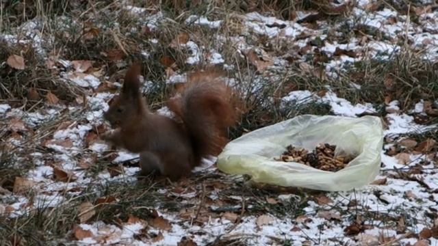 Как я Подкармливал Белок Зимой (Squirrel. Animal Planet. Pet World) смотреть онлайн