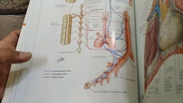 NETTER ATLAS OF ANATOMY COMPLETE REVIEW смотреть онлайн