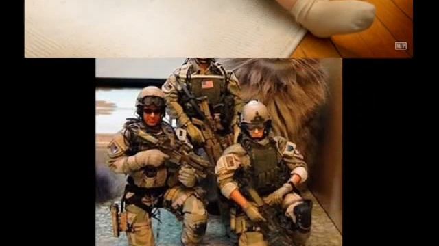 подборка фотографий кошек.wmv смотреть онлайн