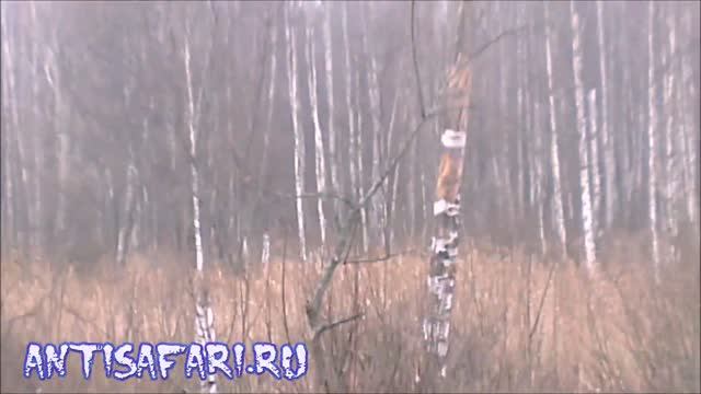 Охота на лося с подхода 1 смотреть онлайн