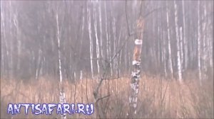 Охота на лося с подхода 1