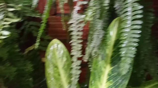 PHILODENDRON WHITE PRINCESS e mais um cantinho VERDE no QUINTAL смотреть онлайн
