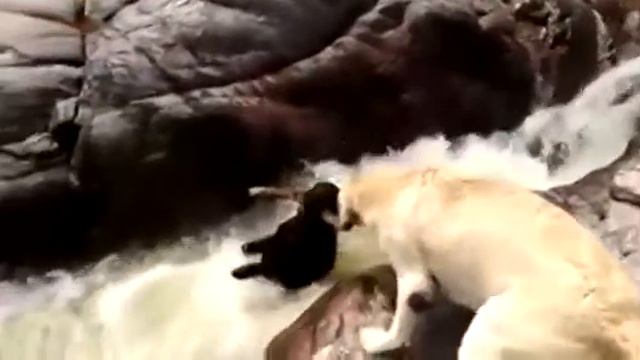 Друг в беде не бросит!!! смотреть онлайн