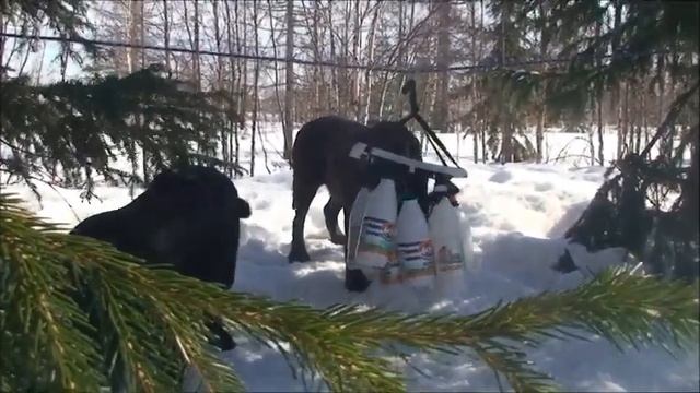 Поисковый тренажёр для собак-приспосабливаем неприспосабливаемое смотреть онлайн