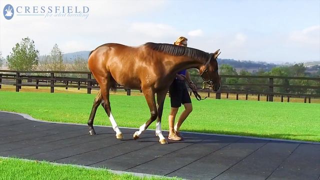 Lot 579 Olympic Glory x Personification Filly 2018 Classic Sale смотреть онлайн