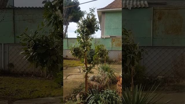 Обрезка лавра для употребления в пищу январь 2021г.