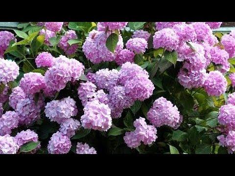 Посылка с Гортензиями от Беккер. смотреть онлайн