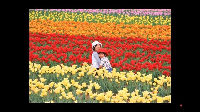 Второе значение слова「 サクラ」- сакура. Урок японского языка смотреть онлайн