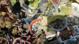 Новые суккуленты и кактусы. Полный обзор всей моей коллекции суккулентов. Июнь 2023.