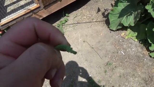 Амадины, канарейки, щеглы в уличном вольере в ЖАРУ. смотреть онлайн