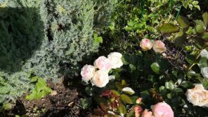 Роза Шванензее (Schwanensee)