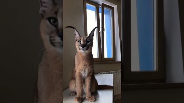 Милые котята Каракала смотреть онлайн