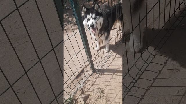 Попытка Макса слинять с вольера смотреть онлайн