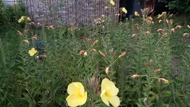 Цветок " Ночная красавица".... смотреть онлайн