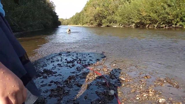 Хаски и лягушка. Сахалин. Гуляем. смотреть онлайн