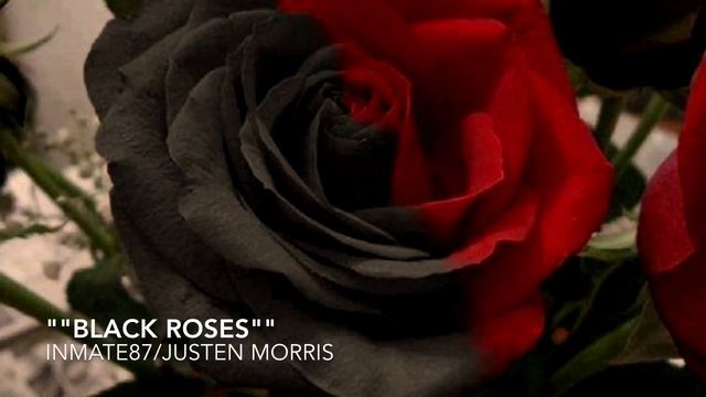 Black roses смотреть онлайн