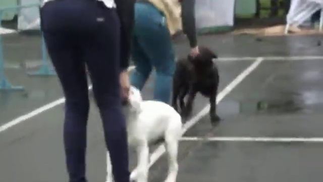 Наша первая выставка смотреть онлайн