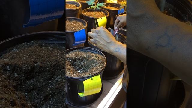 How and when to use mycorrhiza. смотреть онлайн