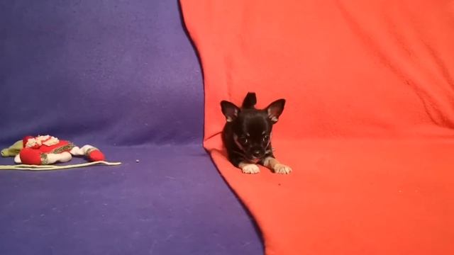 Чёрно-подпалый малыш чихуахуа, д/р 7.08.20 РКФ. ПРОДАЖА.